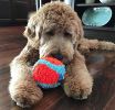 Chuckit Indoor Ball Toy for Dogs