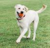 Chuckit Breathe Right Fetch Ball Dog Toy