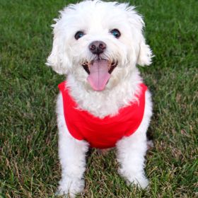 Cotton Dog Tank (Color: Flame Scarlet Red, size: X-Small)