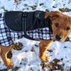 Alpine All-Weather Dog Coat