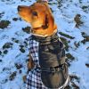 Alpine All-Weather Dog Coat