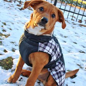 Alpine All-Weather Dog Coat (Color: Black and White Plaid, size: X-Large)