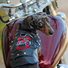 Biker Dawg Motorcycle Dog Jacket (Color: black, size: 3X-Large)