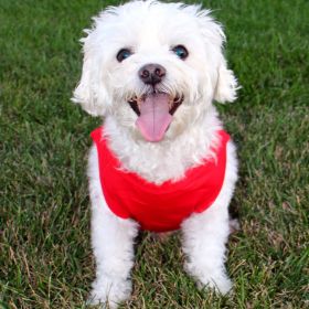 Cotton Dog Tank (Color: Flame Scarlet Red, size: 3X-Large)