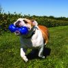 KONG Squeezz Dumbbell Squeaker Dog Toy