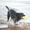 KONG Air Dog Football Squeaker